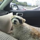 정원 양한방동물병원 이미지