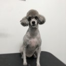 THE 빛나개 이미지