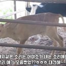 청일목장 이미지