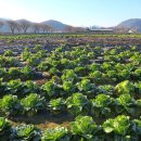 달천제방길 이미지