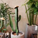 산호동286 이미지