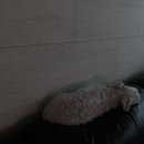 데일리펫 위드독스 이미지