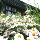 장군의땅