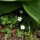 태백산가는길 이미지