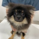 소로동물병원 이미지