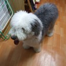 곰탱이 Daum카페