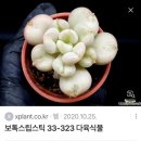 (주)산야초로 | 다육이 분갈이✅_다육이합식•다육이 잎꽂이_(ft. 보톡스 립스틱•누비노바금🌺]