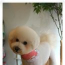 프리제
