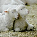 만남목장 이미지