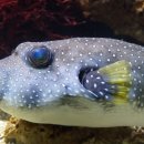 희락복어 이미지