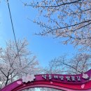 한라돈이익는마을애 이미지