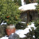 초가삼간 이미지