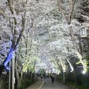 강화 벚꽃 명소 강화고려궁지 가볼만한곳 추천, 야간개장!