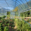 산호랑나비 애벌레 이미지