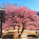 사각사람연구소 | 2026년 양산 통도사 홍매화 개화시기 실시간 상황 및 주차장 꿀팁 (자장매 봄꽃 명소)