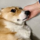 두젠틀(DOGENTLE) 이미지