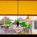 맥심다방 이미지