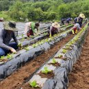 공동농장 이미지