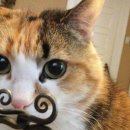 웰니스동물병원 이미지