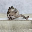 개구리 이미지