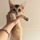 Daniel, are you still able to carry ori in one hand like this? 이미지