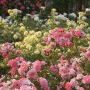 오곡파출소 이미지