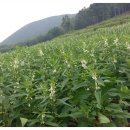 최씨네방앗간 이미지