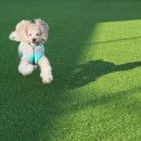 마이리틀메이트 이미지