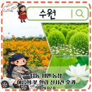 코스모스 - 홍천군 개야강변길 42 | 경기도 7월 꽃명소 수원 탑동시민농장 연꽃 황화코스모스 실시간 후기
