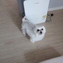 도그,위브 이미지