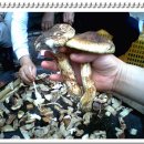 해식 농장 이미지