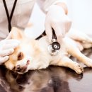 이프동물의료센터 이미지