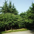 까치공원 바닥분수 이미지