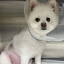 우리집 똥강아지 | 이제야 적을 수 있는 우리 똥강아지 비장종양 수술 후기🥹, 대구 24시 범어동물 의료센터