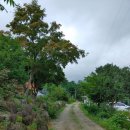 나무소바 이미지