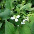 심호당한의원 이미지