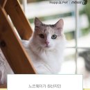 산책하는 고양이 이미지