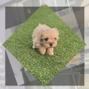 청주유기동물입양지원센터 개가 꿈꾸는 세상 | 광진구유기견무료분양 고민한다면 유기견보호센터봉사 경험부터 쌓아야 하는 이유