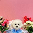 초량애견 이미지