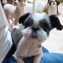 도화동물병원 이미지