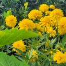 쇠소깍 천일펜션 이미지