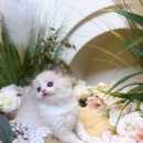 키튼히얼 고양이분양 김포본점 이미지