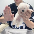 마리독 | 부산 강아지분양 드림독 부산점 미니비숑 입양 후기｜꼼꼼한 상담부터 강아지 케어까지