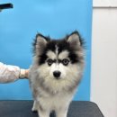 버블펫 | 장항동애견미용 버블펫 위생미용과 목욕후기