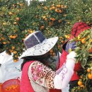 손씨농장 이미지