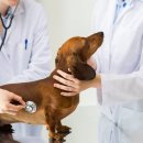 하루동물병원 이미지