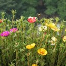 채송화유치원 이미지