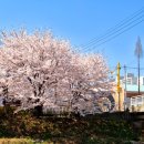 인천광역시 계양경기장 농구장 | 인천 계양 벚꽃 서부간선수로 서부천 벚꽃길 후기
