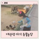 송암2농장 | 강릉 아이랑 가볼만한 곳 대관령 아기동물농장 먹이주기 강릉에서 아이와 어디갈지 고민이라면...