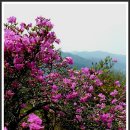 장수 봉화산 철쭉꽃이 피는 계절 이미지